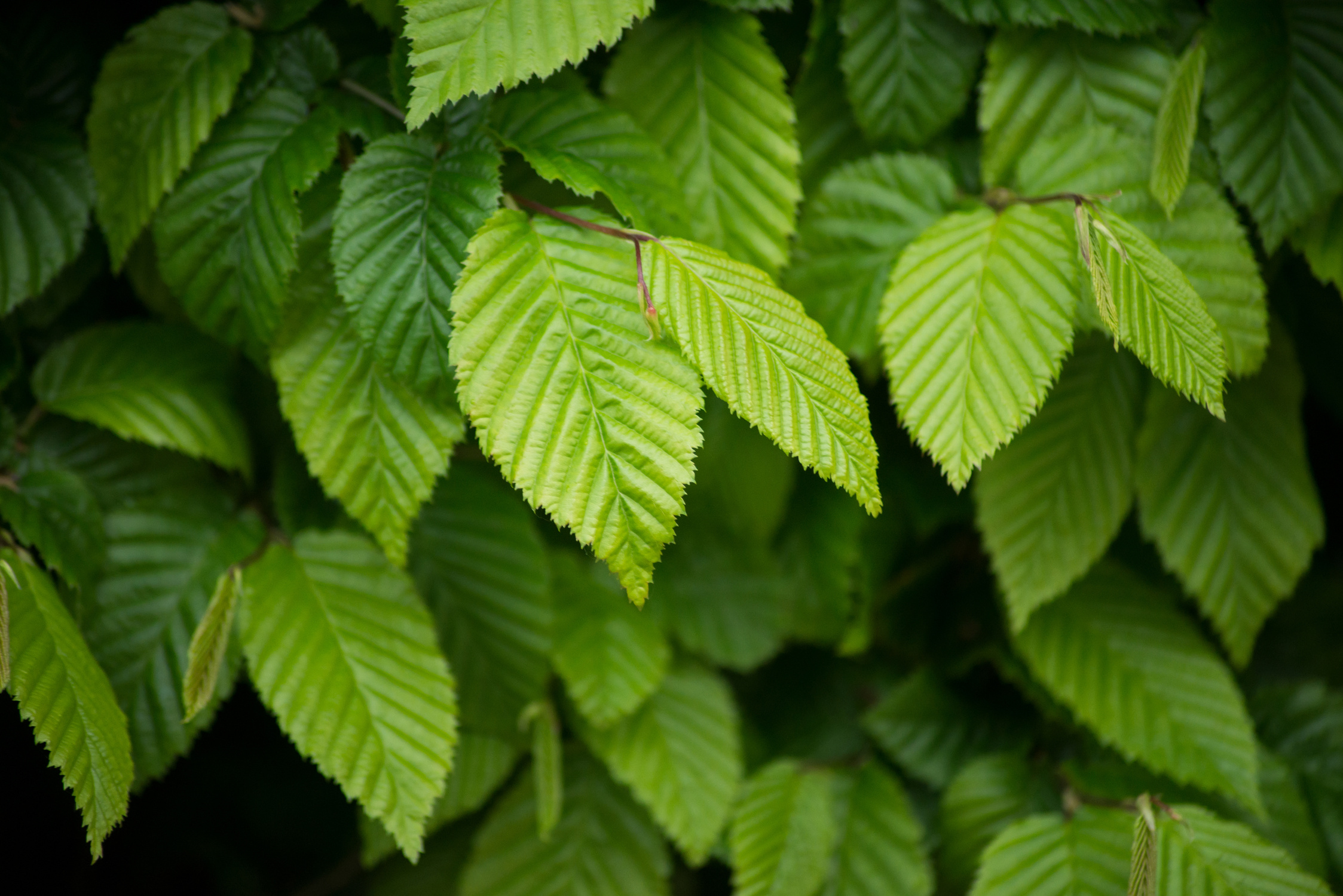 hornbeam leaves in hedge at spring