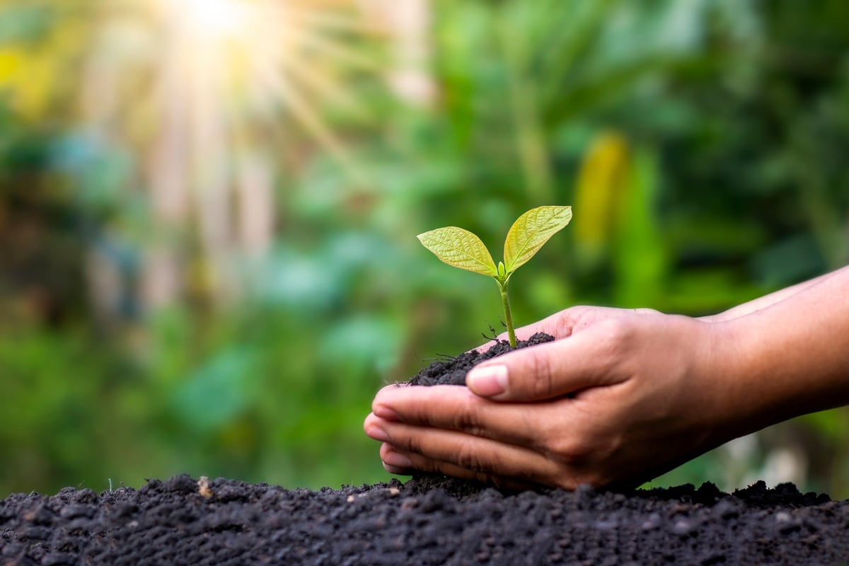 Sapling by Hand under Soft Sunlight